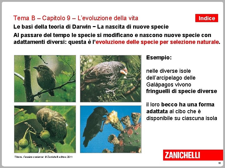 Tema B – Capitolo 9 – L’evoluzione della vita Indice Le basi della teoria