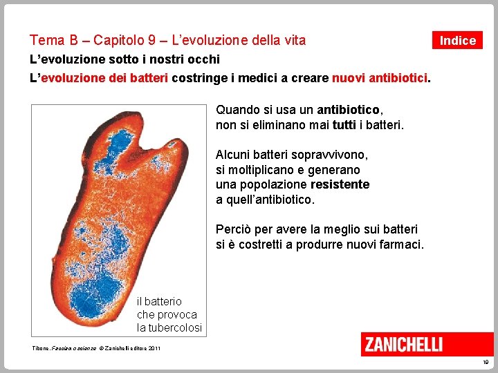 Tema B – Capitolo 9 – L’evoluzione della vita Indice L’evoluzione sotto i nostri