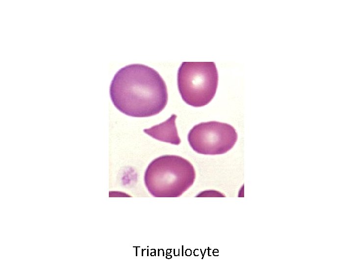 Triangulocyte 
