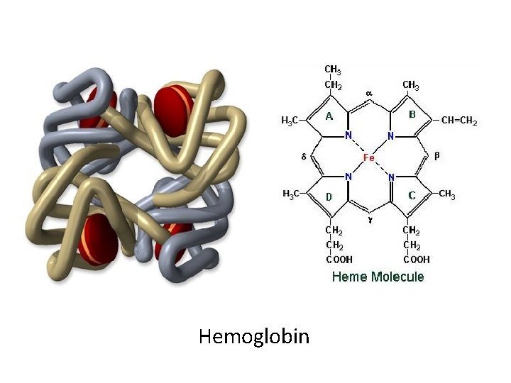 Hemoglobin 