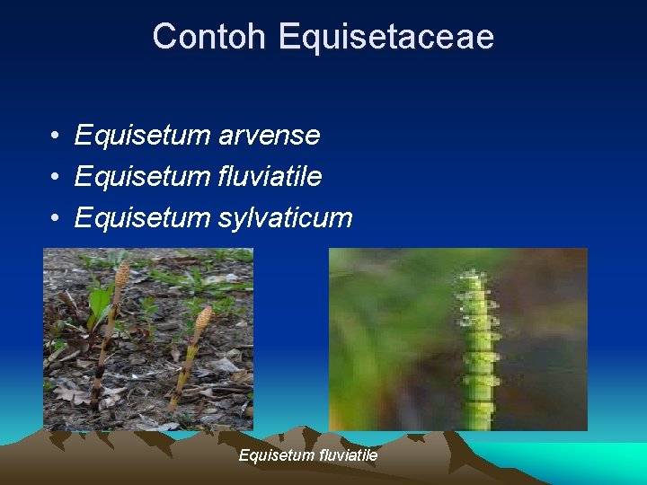 Contoh Equisetaceae • Equisetum arvense • Equisetum fluviatile • Equisetum sylvaticum Equisetum fluviatile  Contoh Equisetaceae • Equisetum arvense • Equisetum fluviatile • Equisetum sylvaticum Equisetum fluviatile