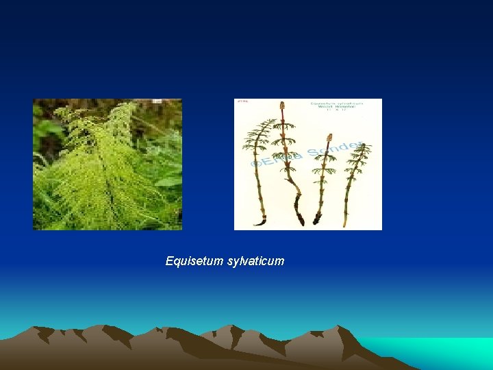 Equisetum sylvaticum  Equisetum sylvaticum