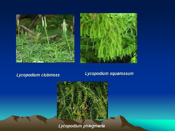 Lycopodium clubmoss Lycopodium squarossum Lycopodium phlegmaria  Lycopodium clubmoss Lycopodium squarossum Lycopodium phlegmaria