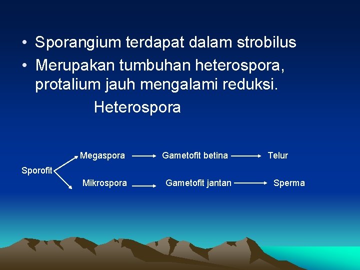 • Sporangium terdapat dalam strobilus • Merupakan tumbuhan heterospora, protalium jauh mengalami reduksi.  • Sporangium terdapat dalam strobilus • Merupakan tumbuhan heterospora, protalium jauh mengalami reduksi.