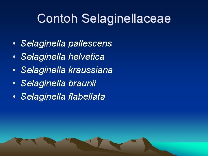 Contoh Selaginellaceae • • • Selaginella pallescens Selaginella helvetica Selaginella kraussiana Selaginella braunii Selaginella Contoh Selaginellaceae • • • Selaginella pallescens Selaginella helvetica Selaginella kraussiana Selaginella braunii Selaginella