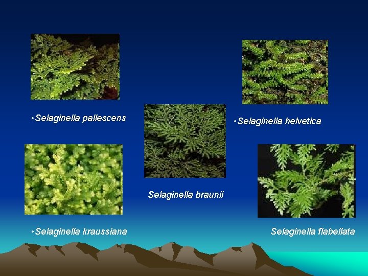 • Selaginella pallescens • Selaginella helvetica Selaginella braunii • Selaginella kraussiana Selaginella flabellata  • Selaginella pallescens • Selaginella helvetica Selaginella braunii • Selaginella kraussiana Selaginella flabellata