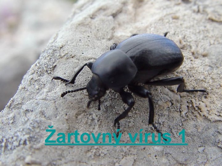 Žartovný vírus 1 