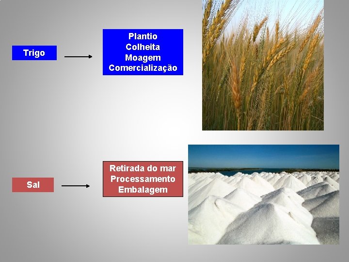 Trigo Sal Plantio Colheita Moagem Comercialização Retirada do mar Processamento Embalagem 