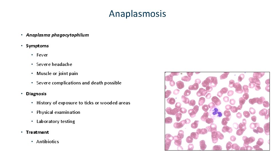 Anaplasmosis • Anaplasma phagocytophilum • Symptoms • Fever • Severe headache • Muscle or
