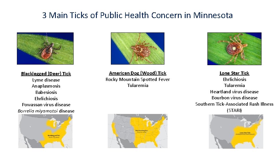 3 Main Ticks of Public Health Concern in Minnesota Blacklegged (Deer) Tick Lyme disease