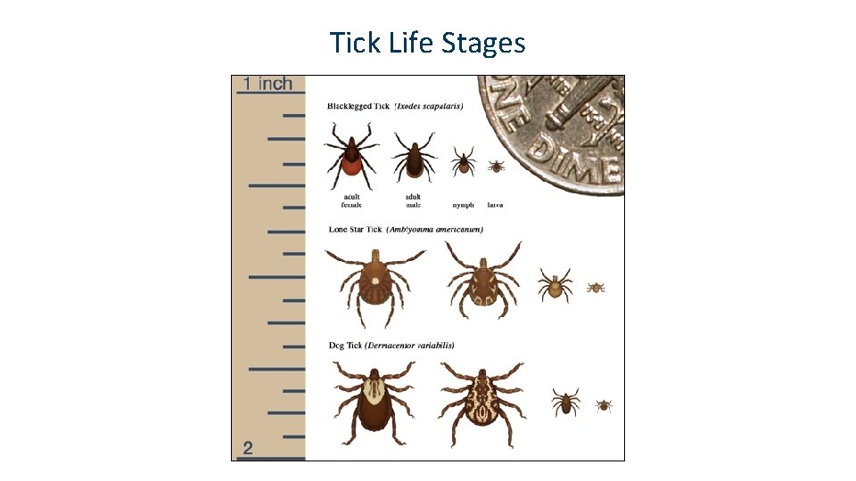 Tick Life Stages 