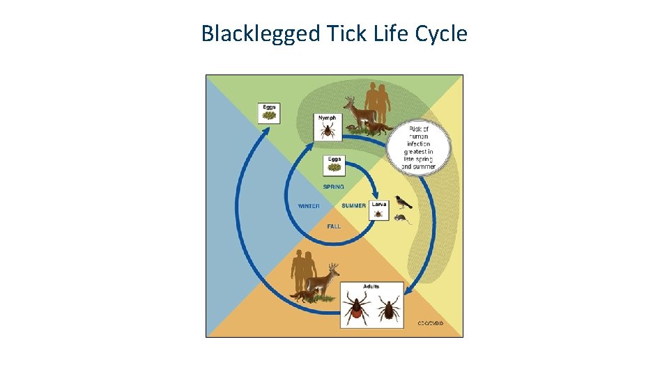 Blacklegged Tick Life Cycle 