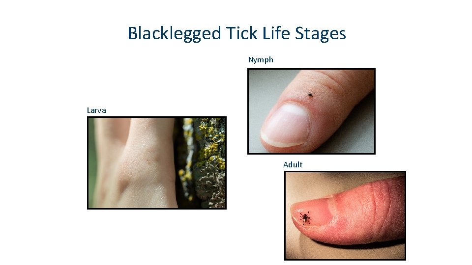 Blacklegged Tick Life Stages Nymph Larva Adult 