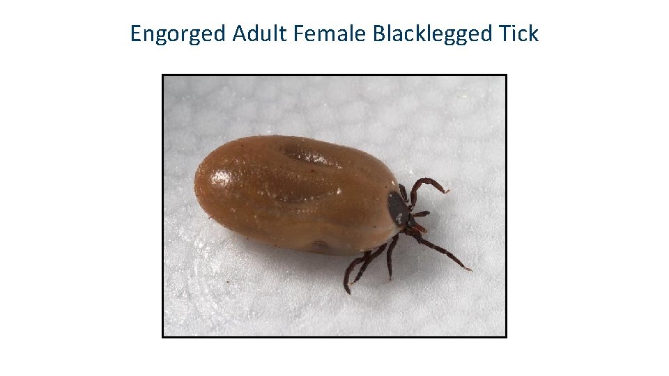 Engorged Adult Female Blacklegged Tick 