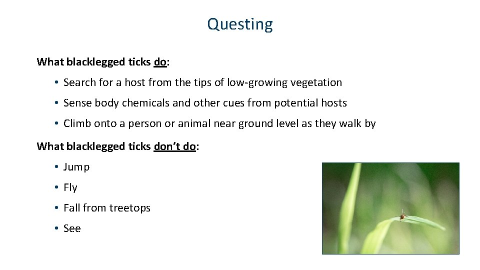 Questing What blacklegged ticks do: • Search for a host from the tips of