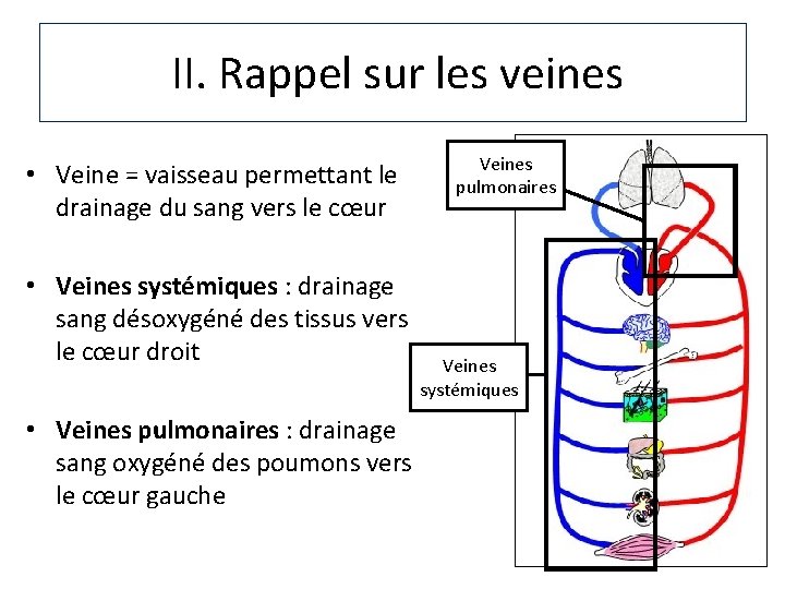 II. Rappel sur les veines • Veine = vaisseau permettant le drainage du sang