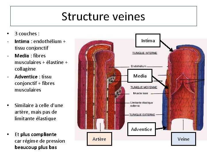 Structure veines • - - • • 3 couches : Intima : endothélium +