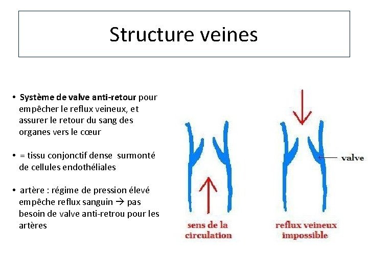 Structure veines • Système de valve anti-retour pour empêcher le reflux veineux, et assurer