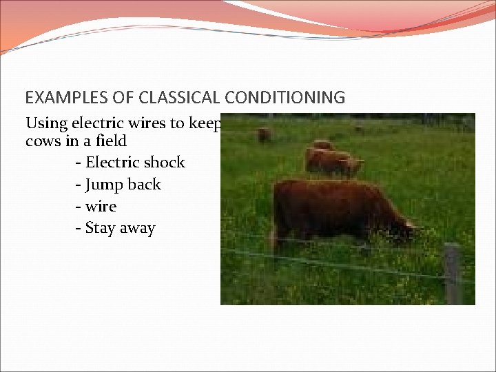 EXAMPLES OF CLASSICAL CONDITIONING Using electric wires to keep cows in a field -