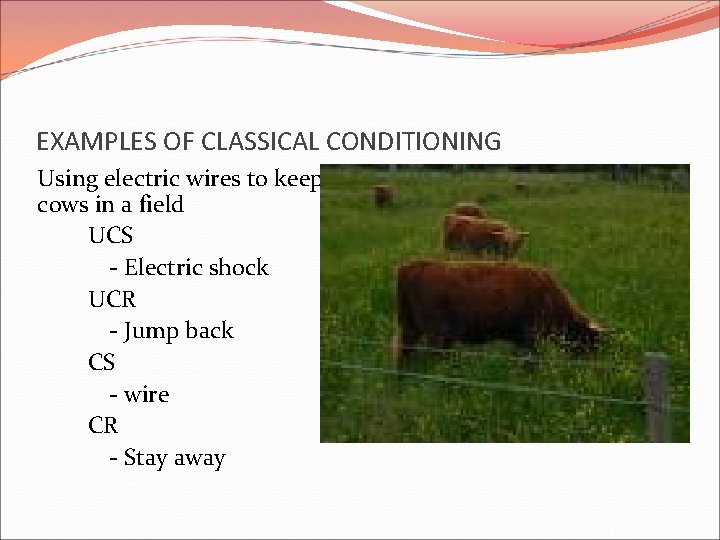 EXAMPLES OF CLASSICAL CONDITIONING Using electric wires to keep cows in a field UCS