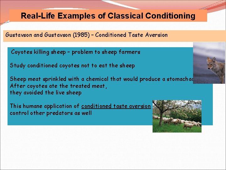 Real-Life Examples of Classical Conditioning Gustavson and Gustavson (1985) – Conditioned Taste Aversion Coyotes