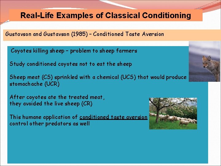 Real-Life Examples of Classical Conditioning Gustavson and Gustavson (1985) – Conditioned Taste Aversion Coyotes