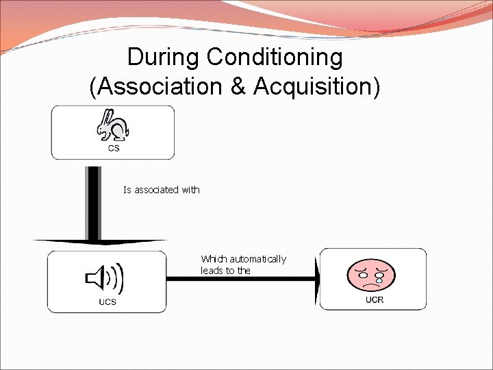 During Conditioning (Association & Acquisition) Is associated with Which automatically leads to the 