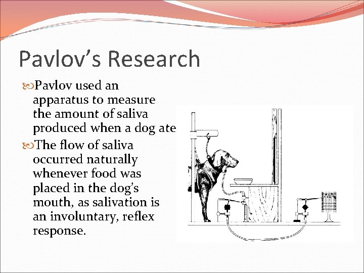 Pavlov’s Research Pavlov used an apparatus to measure the amount of saliva produced when