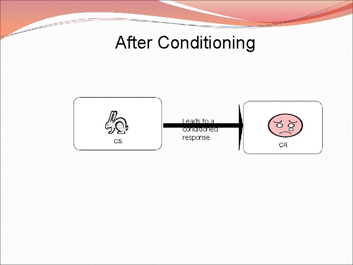 After Conditioning Leads to a conditioned response 
