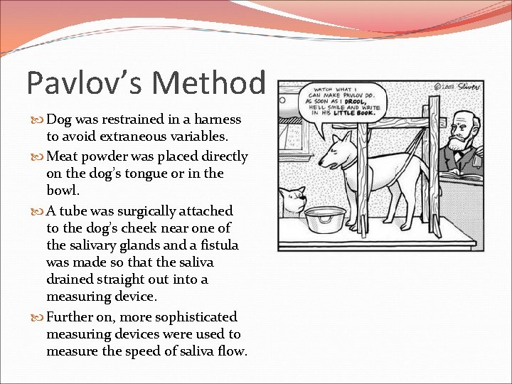 Pavlov’s Method Dog was restrained in a harness to avoid extraneous variables. Meat powder