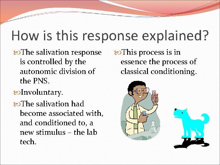 How is this response explained? The salivation response is controlled by the autonomic division