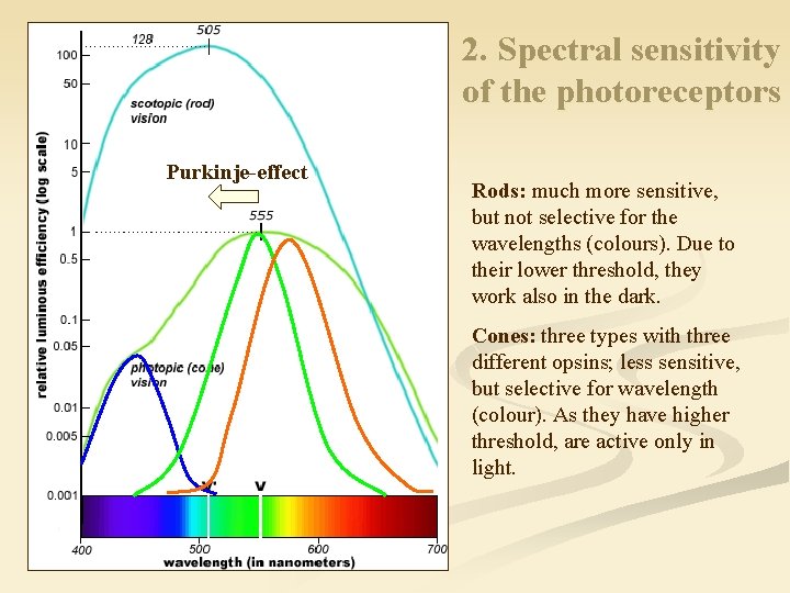 2. Spectral sensitivity of the photoreceptors Purkinje-effect Rods: much more sensitive, but not selective