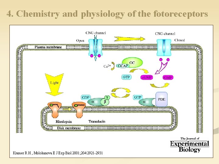 4. Chemistry and physiology of the fotoreceptors The phototransduction cascade Kramer R H ,