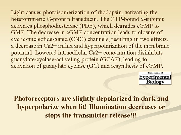 Light causes photoisomerization of rhodopsin, activating the heterotrimeric G-protein transducin. The GTP-bound α-subunit activates