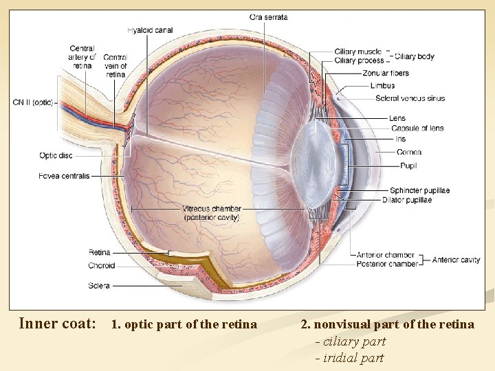 Inner coat: 1. optic part of the retina 2. nonvisual part of the retina