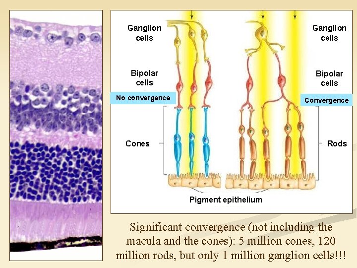 Ganglion cells Bipolar cells No convergence Cones Rods Pigment epithelium Significant convergence (not including