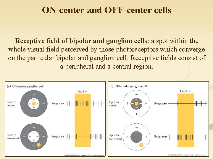 ON-center and OFF-center cells Receptive field of bipolar and ganglion cells: a spot within