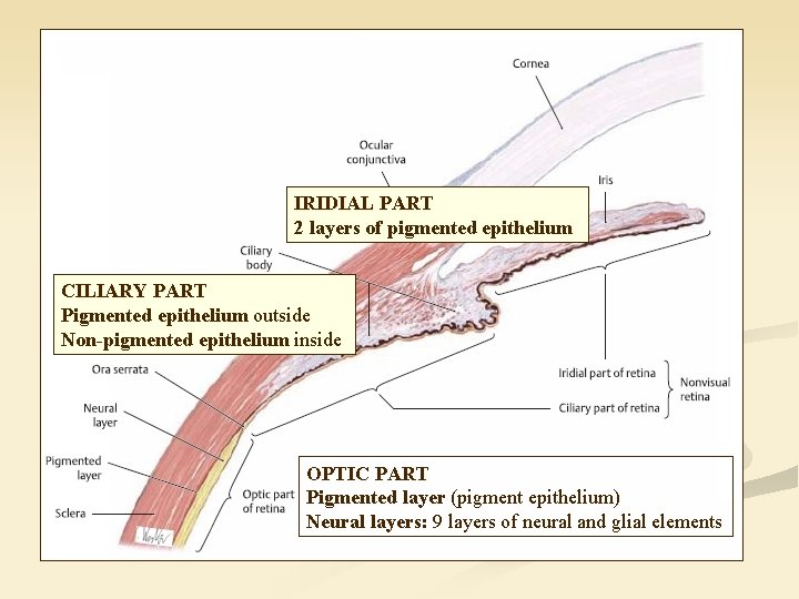 IRIDIAL PART 2 layers of pigmented epithelium CILIARY PART Pigmented epithelium outside Non-pigmented epithelium