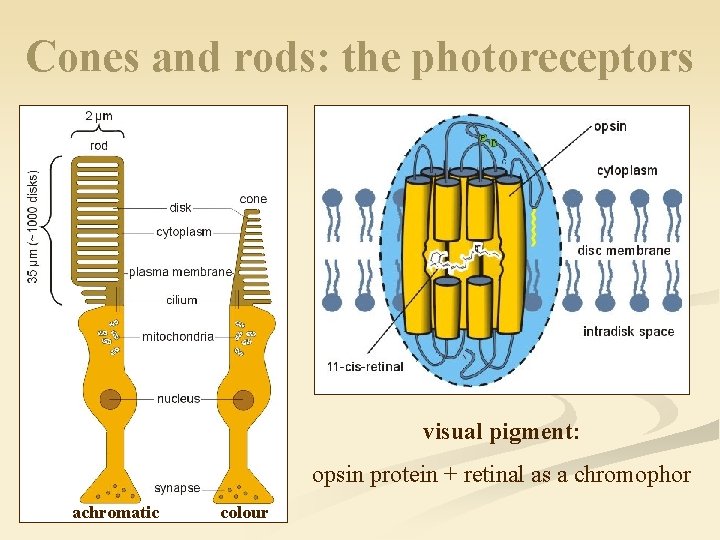 Cones and rods: the photoreceptors visual pigment: opsin protein + retinal as a chromophor