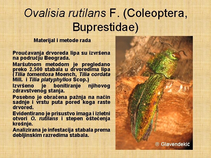 Ovalisia rutilans F. (Coleoptera, Buprestidae) Materijal i metode rada Proučavanja drvoreda lipa su izvršena