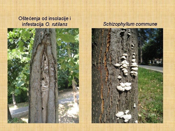 Oštećenja od insolacije i infestacija O. rutilans Schizophyllum commune 