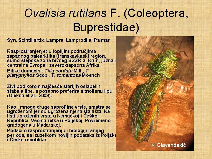 Ovalisia rutilans F. (Coleoptera, Buprestidae) Syn. Scintillartix, Lampra, Lamprodila, Palmar Rasprostranjenje: u toplijim područjima