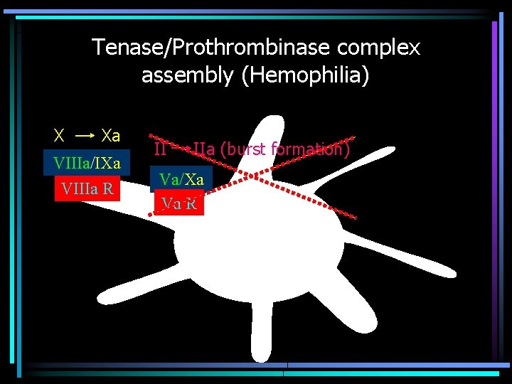 Tenase/Prothrombinase complex assembly (Hemophilia) X Xa VIIIa/IXa VIIIa R II IIa (burst formation) Va/Xa