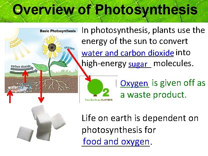 Overview of Photosynthesis In photosynthesis, plants use the energy of the sun to convert