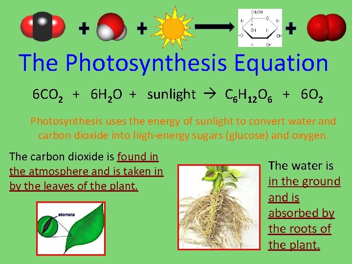  The Photosynthesis Equation 6 CO 2 + 6 H 2 O + sunlight