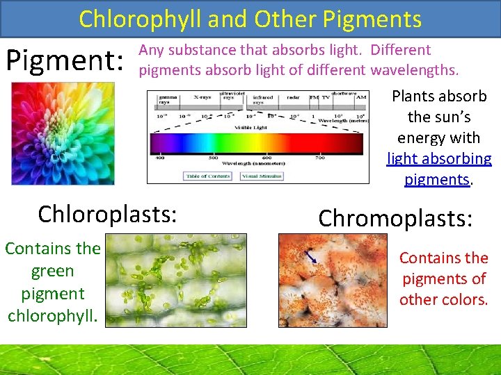 Chlorophyll and Other Pigments Pigment: Any substance that absorbs light. Different pigments absorb light