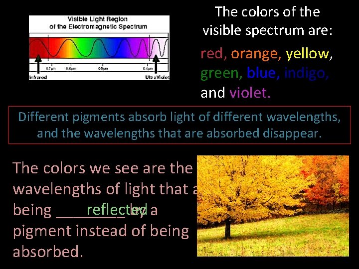 The colors of the visible spectrum are: red, orange, yellow, green, blue, indigo, and