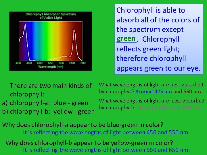 Chlorophyll is able to absorb all of the colors of the spectrum except green