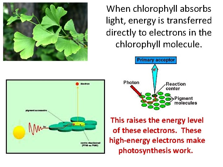 When chlorophyll absorbs light, energy is transferred directly to electrons in the chlorophyll molecule.