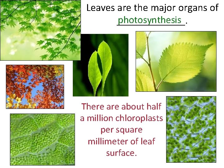 Leaves are the major organs of photosynthesis _______. There about half a million chloroplasts